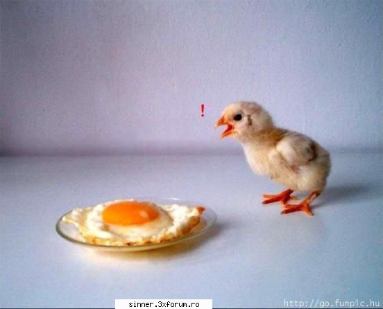 Funny Stuff - Tu esti Gogule? P.S. Gogu e varul animalului din - Discutzii libere