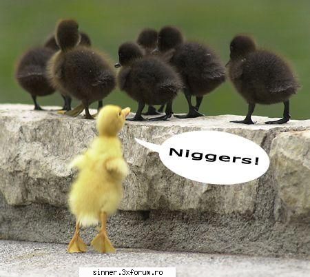 Funny Stuff - NU SUNT RASISTA!!!!! JUR!!!!!!! - Discutzii libere